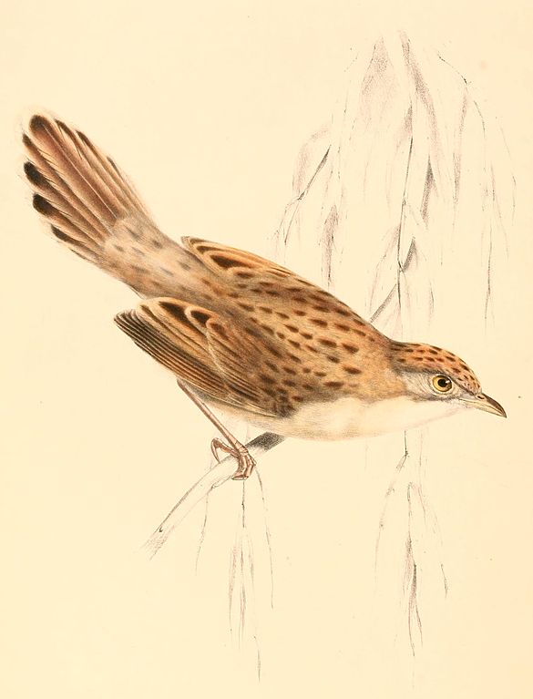 Cisticola, the bird